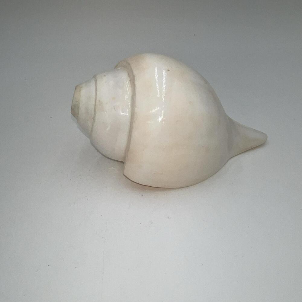 White Stone Conch Shell Decorative Nautical Home Accent Contemporary Beach Decor